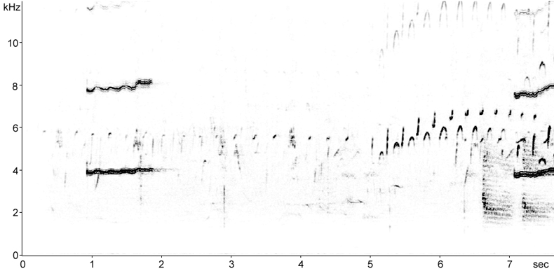 Sonogram of Black Guillemot call and song