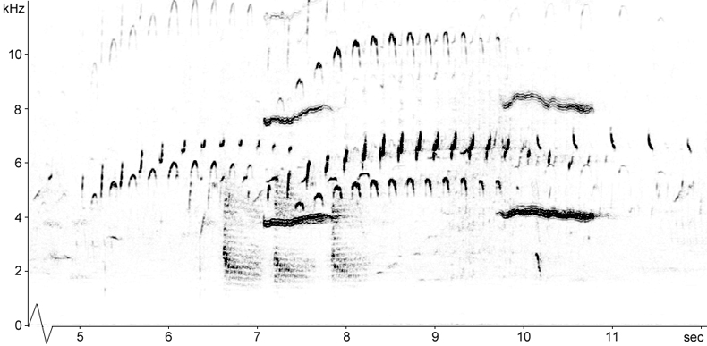Sonogram of Black Guillemot call and song