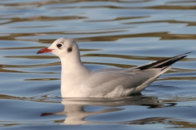 Black-headed Gull �2005 Fraser Simpson