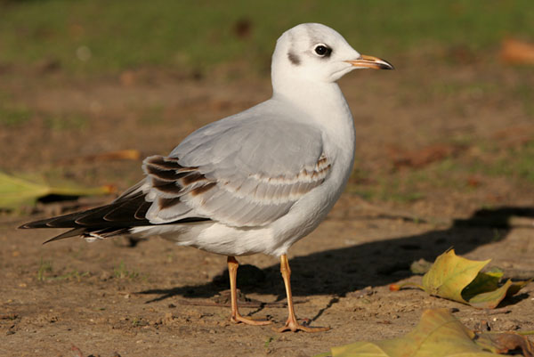 Black-headed Gull 2005 Fraser Simpson