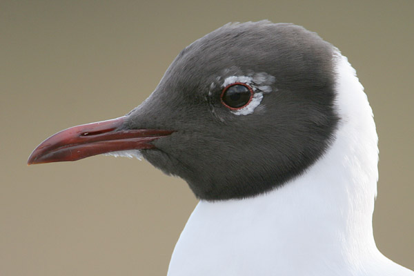 Black-headed Gull 2006 Fraser Simpson