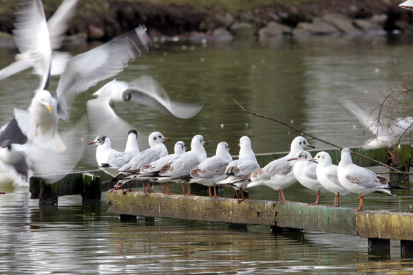 Gulls 2006 Fraser Simpson