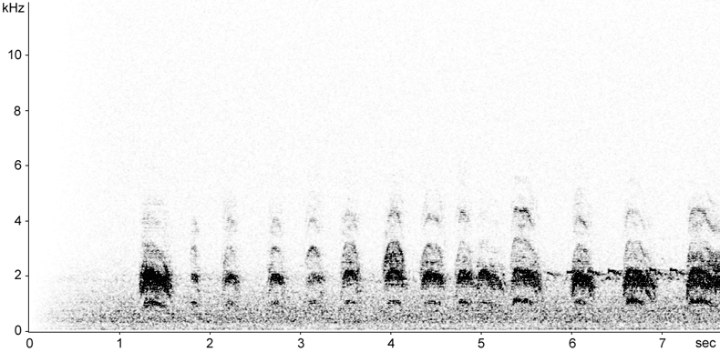Sonogram of Black-headed Gull calls in flight