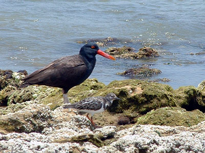 Blackish Oystercatcher