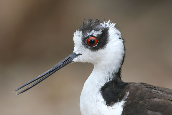 Black-necked Stilt �2006 Fraser Simpson