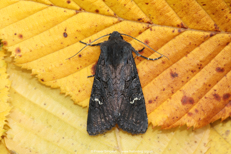 Black Rustic (Aporophyla nigra) © Fraser Simpson