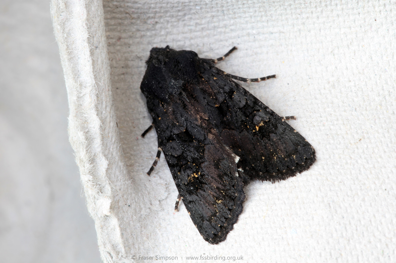 Black Rustic (Aporophyla nigra) � Fraser Simpson