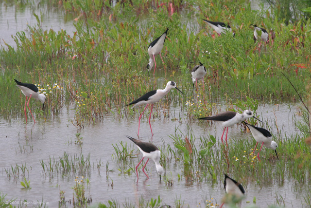Black-winged Stilt (f),  Marismas de Barbate  2005  F. S. Simpson