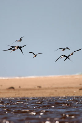 Black-winged Stilt �2006 Fraser Simpson