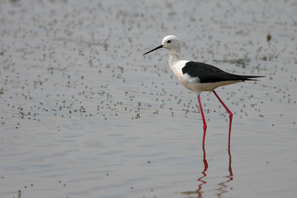 Black-winged Stilt �2006 Fraser Simpson