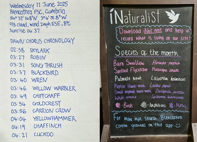Blencathra Dawn Chorus Chronology & iNaturalist info board