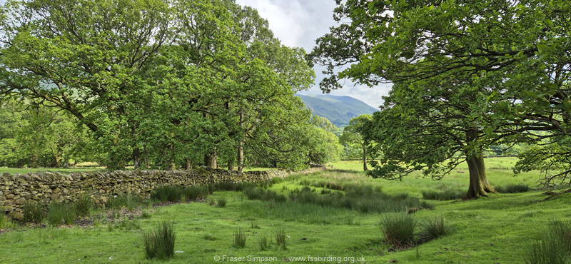 Redstart habitat in oak pasture, Wesco-Blease Roadl � Fraser Simpson 2026