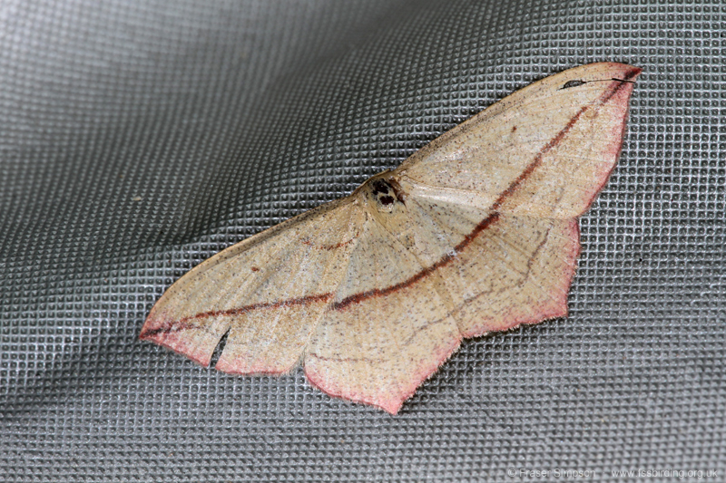 Blood-vein (Timandra comae) � Fraser Simpson