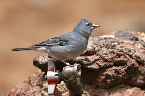Blue Chaffinch  Fringilla teydea teydea �2006 Fraser Simpson