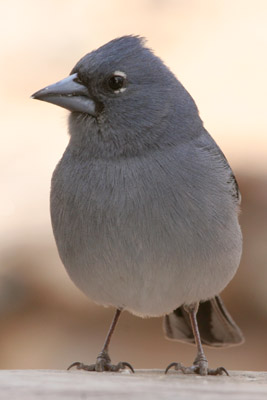 Blue Chaffinch  Fringilla teydea �2006 Fraser Simpson