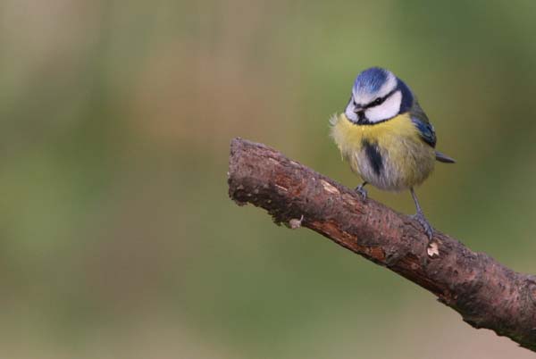 Blue Tit  2005  F. S. Simpson