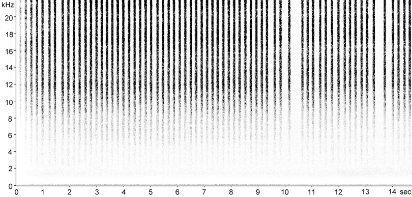 Sonogram of Bog Bush-cricket stridulation