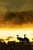 Sunrise at Bosque del Apache