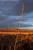Bosque del Apache