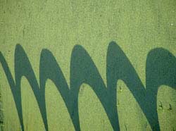 Shadow on Duckweed, England