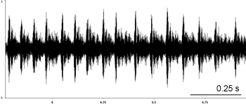 Oscillogram of Bow-winged Grasshopper stridulation