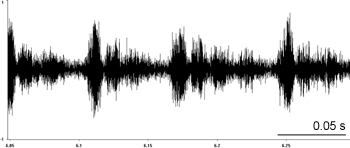 Oscillogram of Bow-winged Grasshopper stridulation