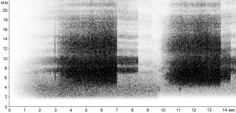 Sonogram of Bow-winged Grasshopper stridulation