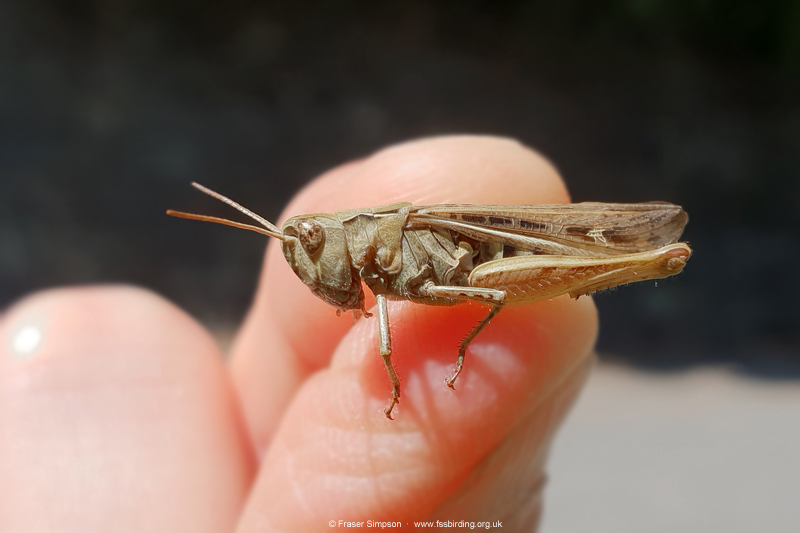 Bow-winged Grasshopper (Chorthippus biguttulus) � Fraser Simpson