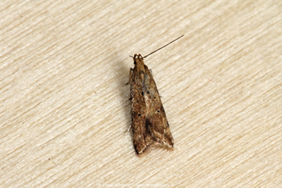 Gorse Crest (Brachmia blandella)  Fraser Simpson