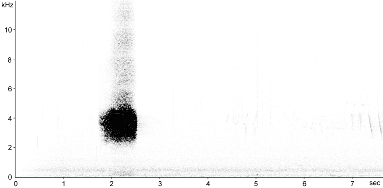 Sonogram of Brambling song