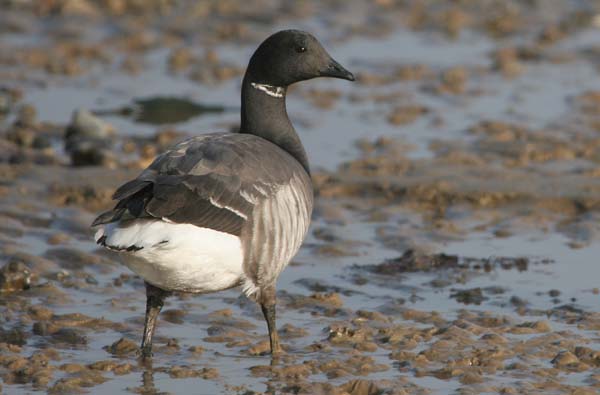 Dark-bellied Brent Goose � 2005  F. S. Simpson