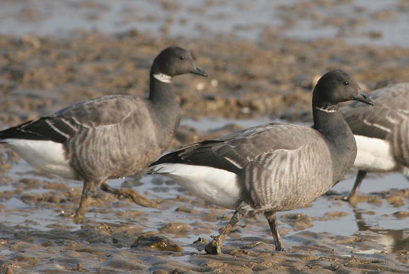 Dark-bellied Brent Goose � 2005  F. S. Simpson