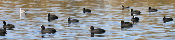 Coots at Brent Reservoir, London �2005 Fraser Simpson