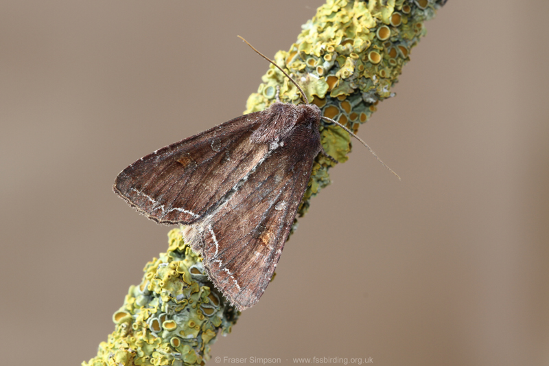 Bright-line Brown-eye (Lacanobia oleracea) � Fraser Simpson