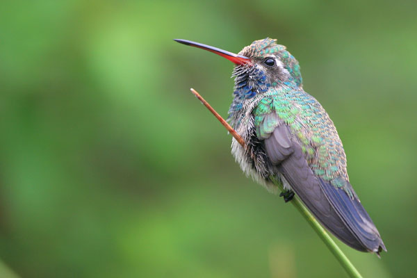 Broad-billed Hummingbird �2006 Fraser Simpson