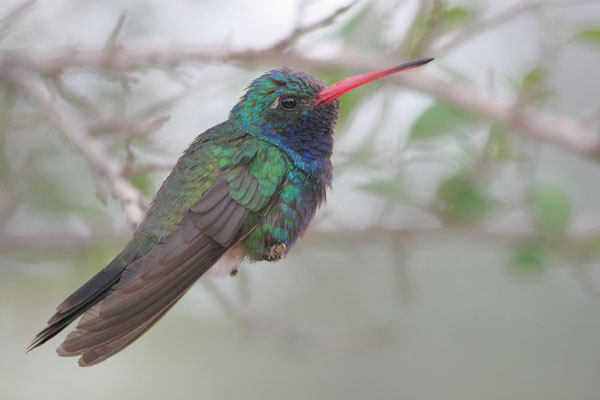 Broad-billed Hummingbird �2006 Fraser Simpson