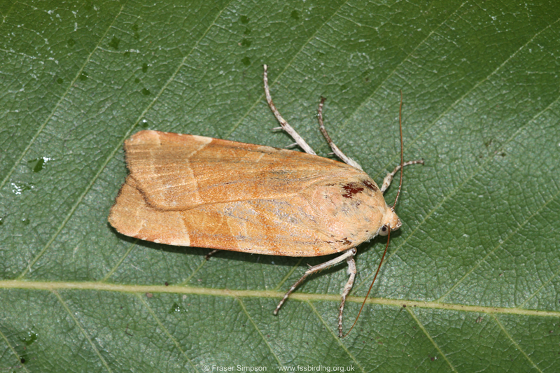 Broad-bordered Yellow Underwing (Noctua fimbriata) © Fraser Simpson