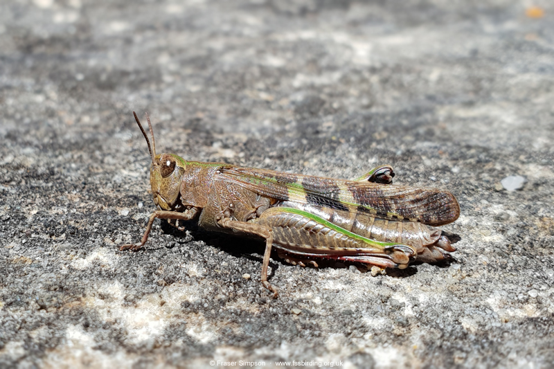 Broad Green-winged Grasshopper (Aiolopus strepens) � Fraser Simpson