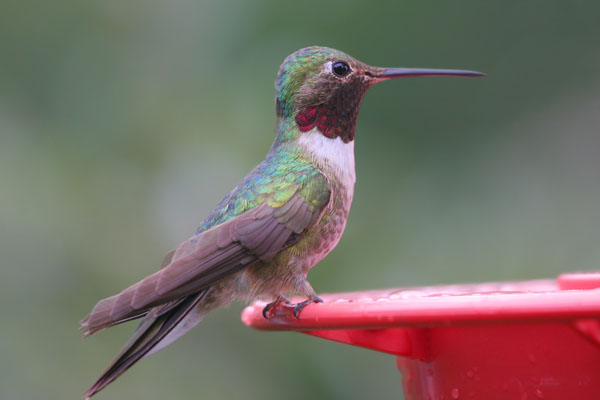 Broad-tailed Hummingbird 2006 Fraser Simpson