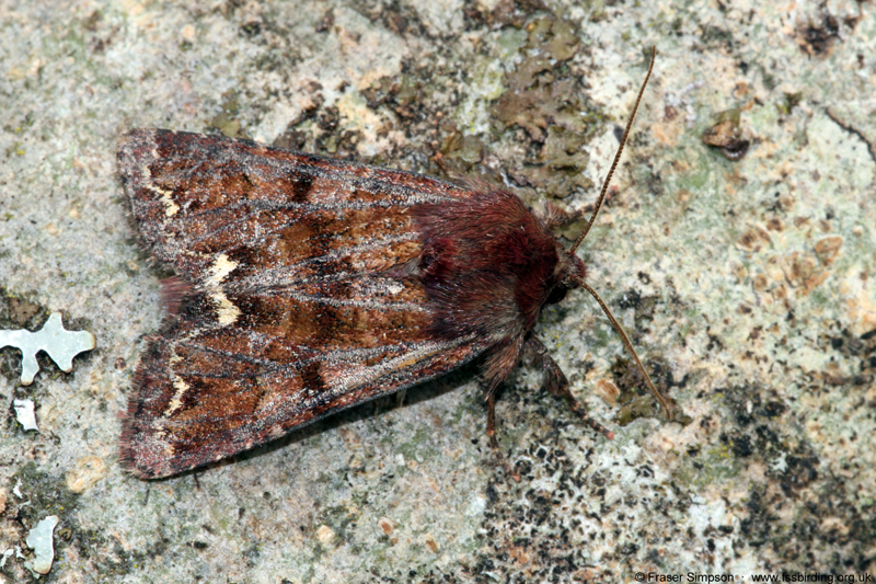 Broom Moth (Ceramica pisi) � Fraser Simpson