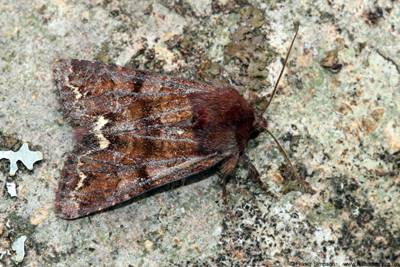 Broom Moth (Ceramica pisi)  Fraser Simpson