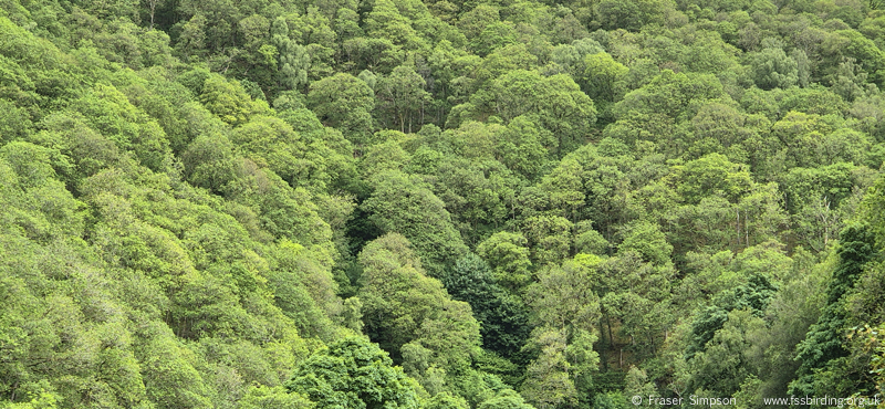 Sessile Oak woodland, Brundholme Wood � Fraser Simpson 2026