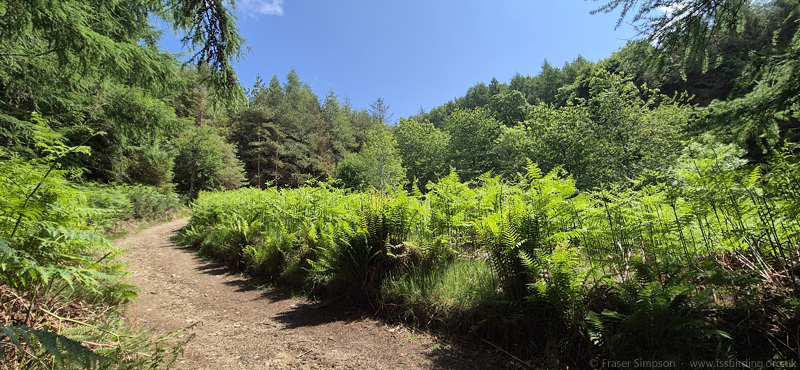 Brundholme Wood � Fraser Simpson 2025