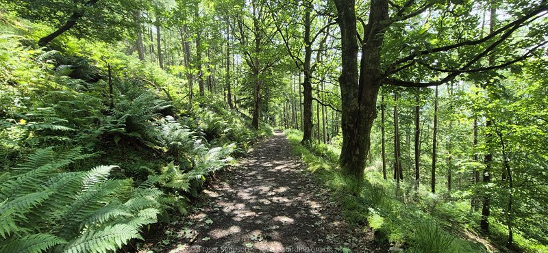 Brundholme Wood trail � Fraser Simpson 2025