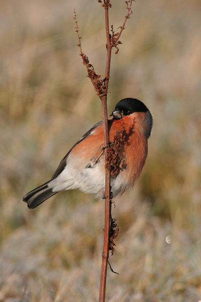 Bullfinch �2005 Fraser Simpson