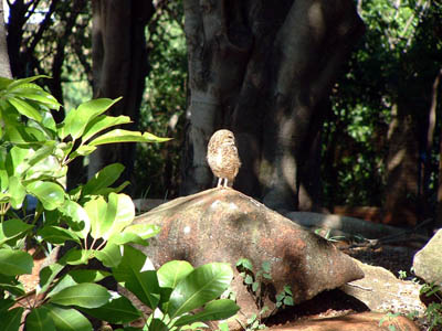 Burrowing Owl