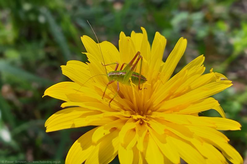 Smooth Striped Bush-cricket (Odontura glabricauda) © Fraser Simpson