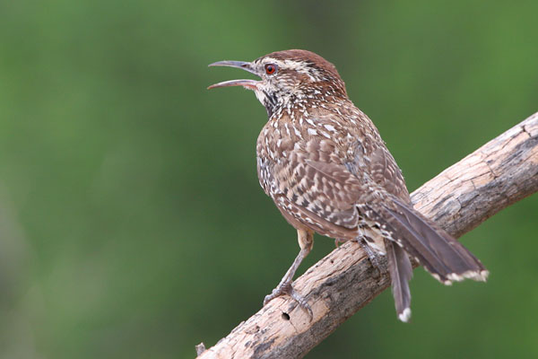 Cactus Wren �2006 Fraser Simpson