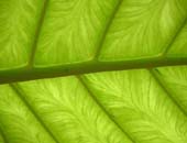 Rainforest Leaf, Brazil