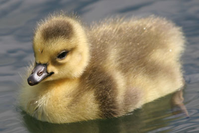 Canada Goose chick  2005  F. S. Simpson